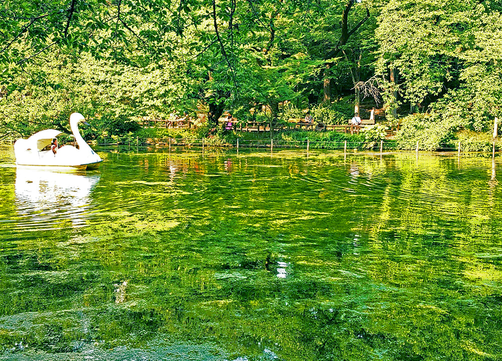 「モネ感が強い」井の頭公園イノカシラフラスコモ奇跡の復活_ボート池側