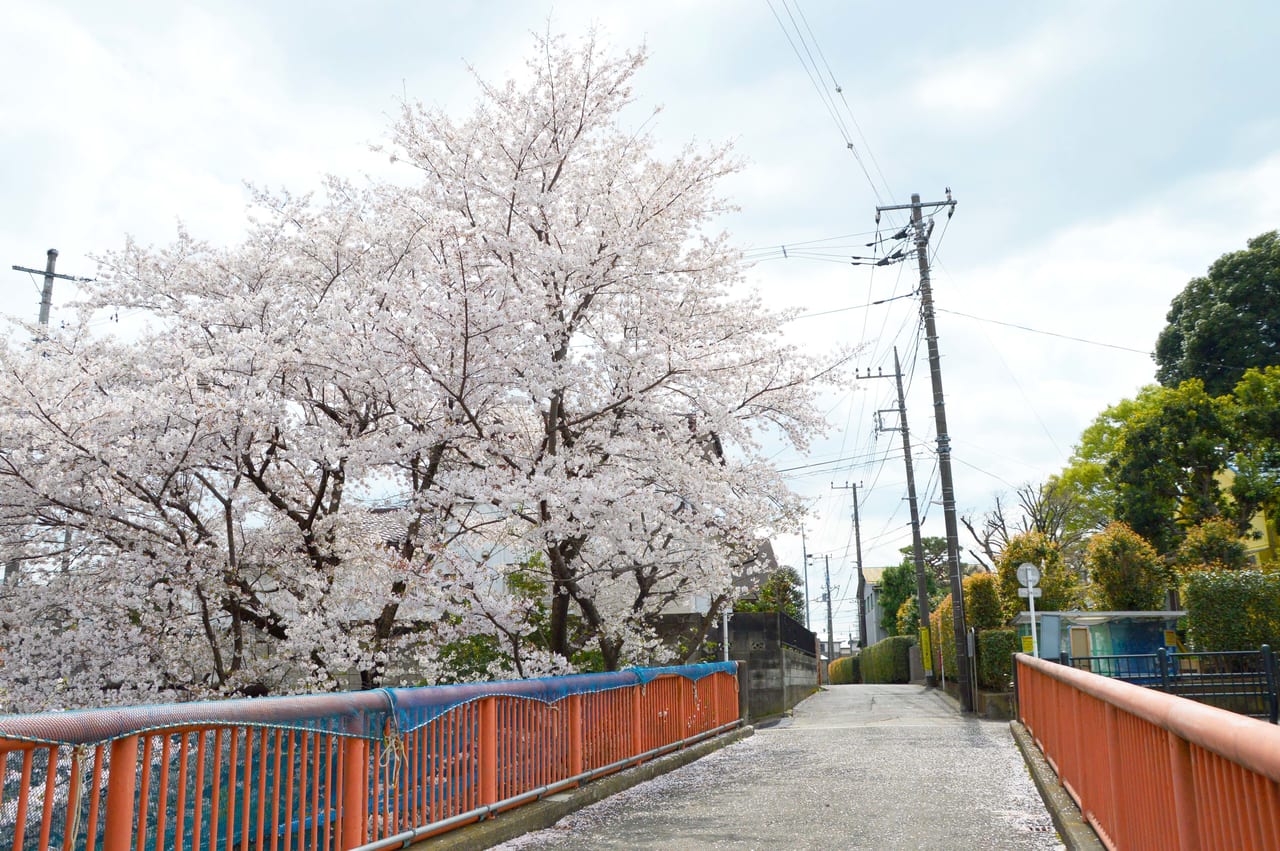 天神橋と桜