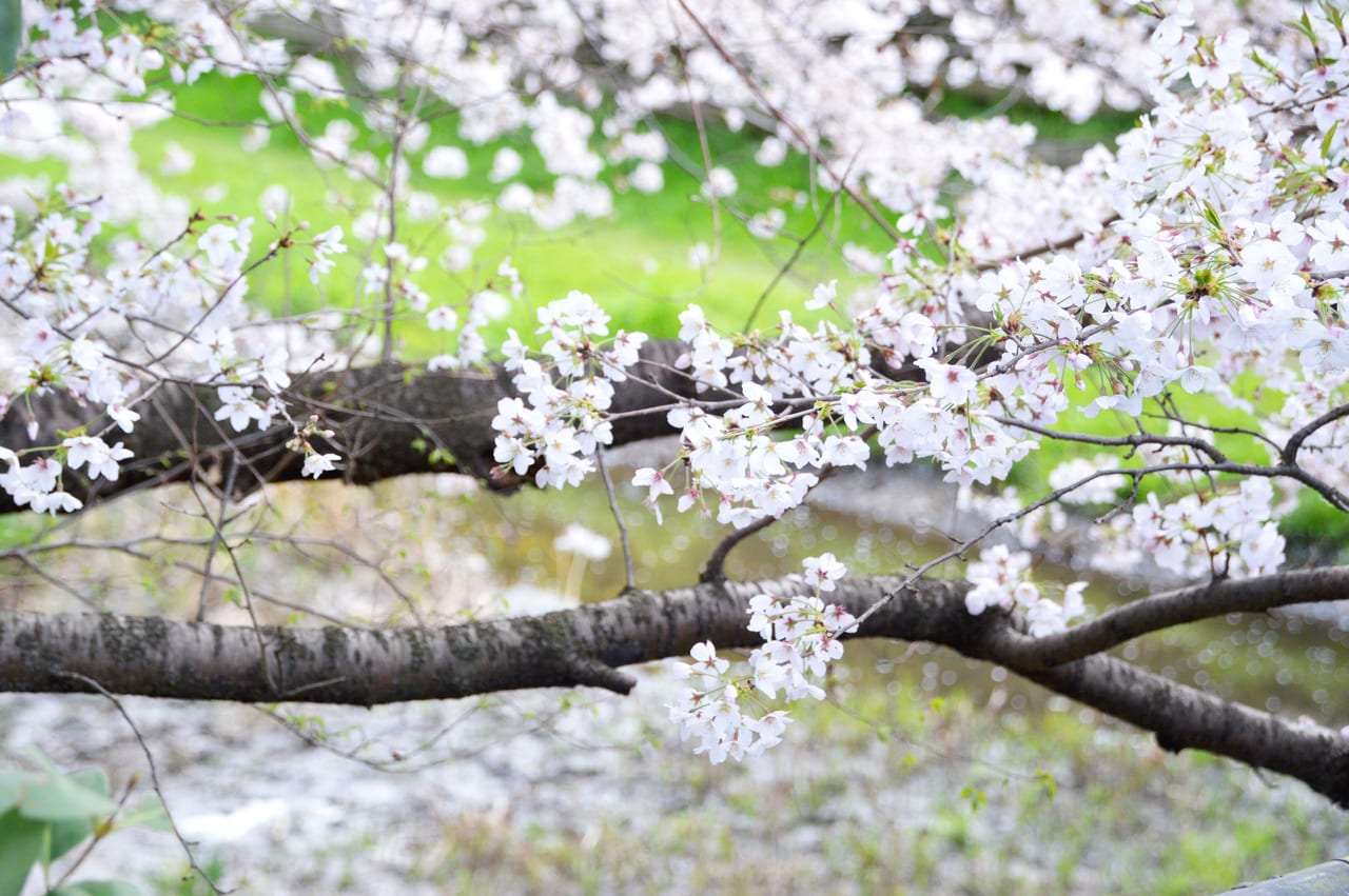 小金井市 溢れるよう 零れるような桜に思わずカメラを向けたくなる あのジブリ作品にも描かれる橋が今 満開の桜でとっても綺麗なんです 号外net 武蔵野市 小金井市