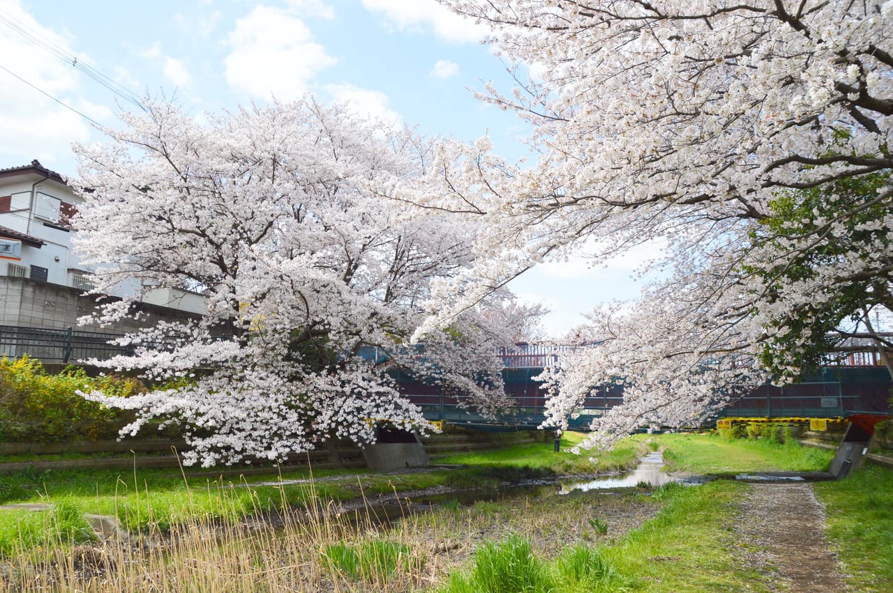 小金井市 溢れるよう 零れるような桜に思わずカメラを向けたくなる あのジブリ作品にも描かれる橋が今 満開の桜でとっても綺麗なんです 号外net 武蔵野市 小金井市