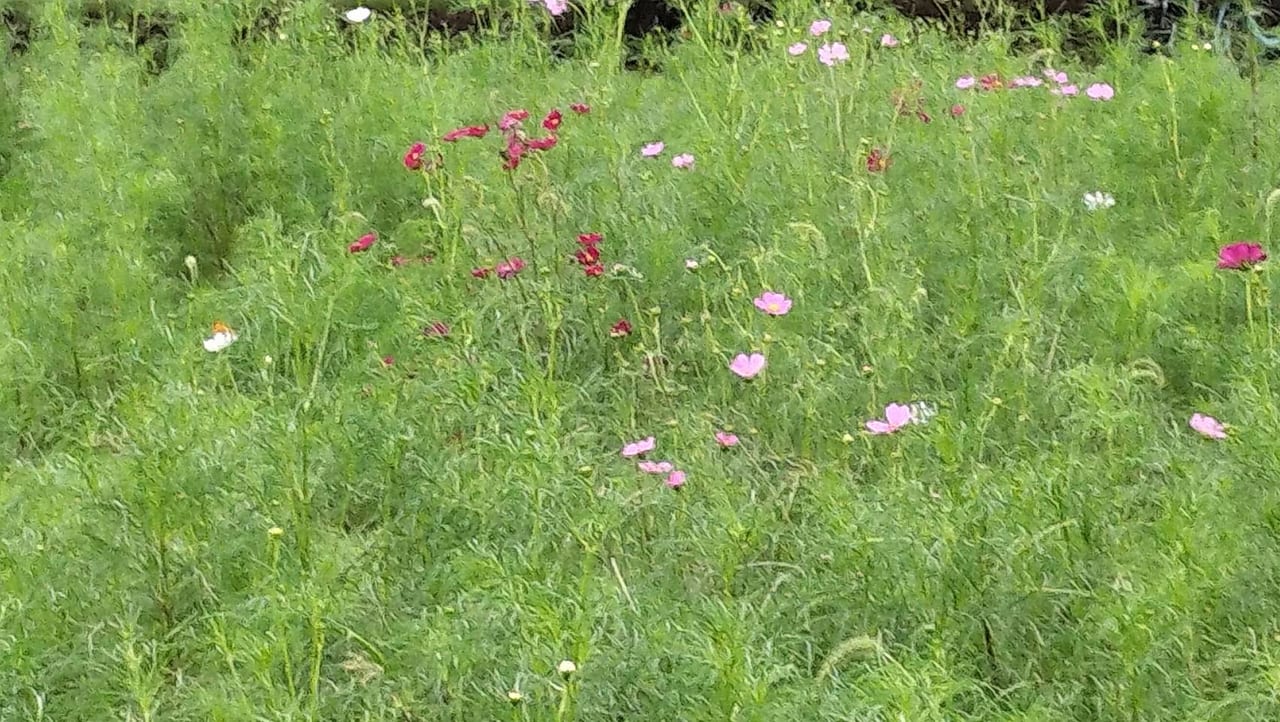小金井公園に咲くコスモス