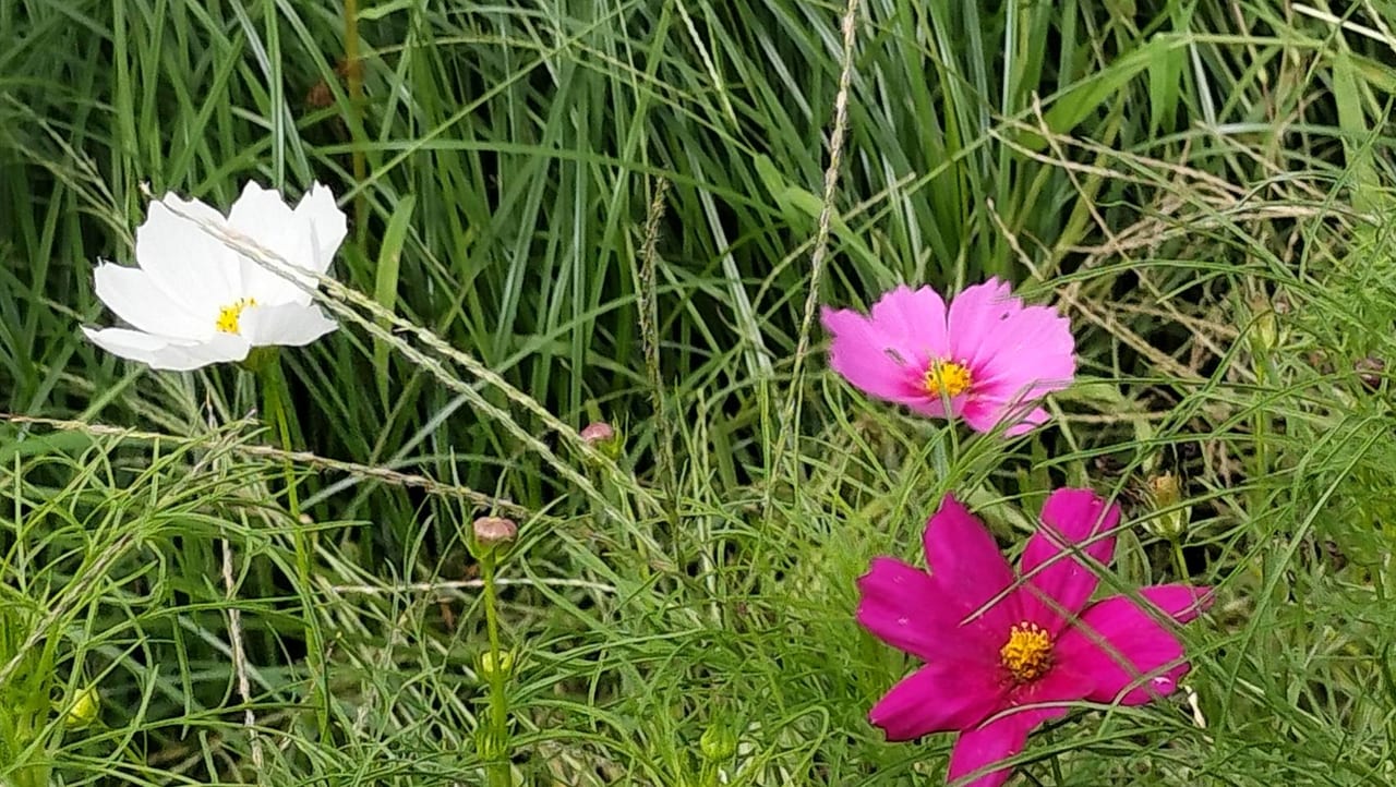 小金井公園に咲く白やピンクのコスモスの花