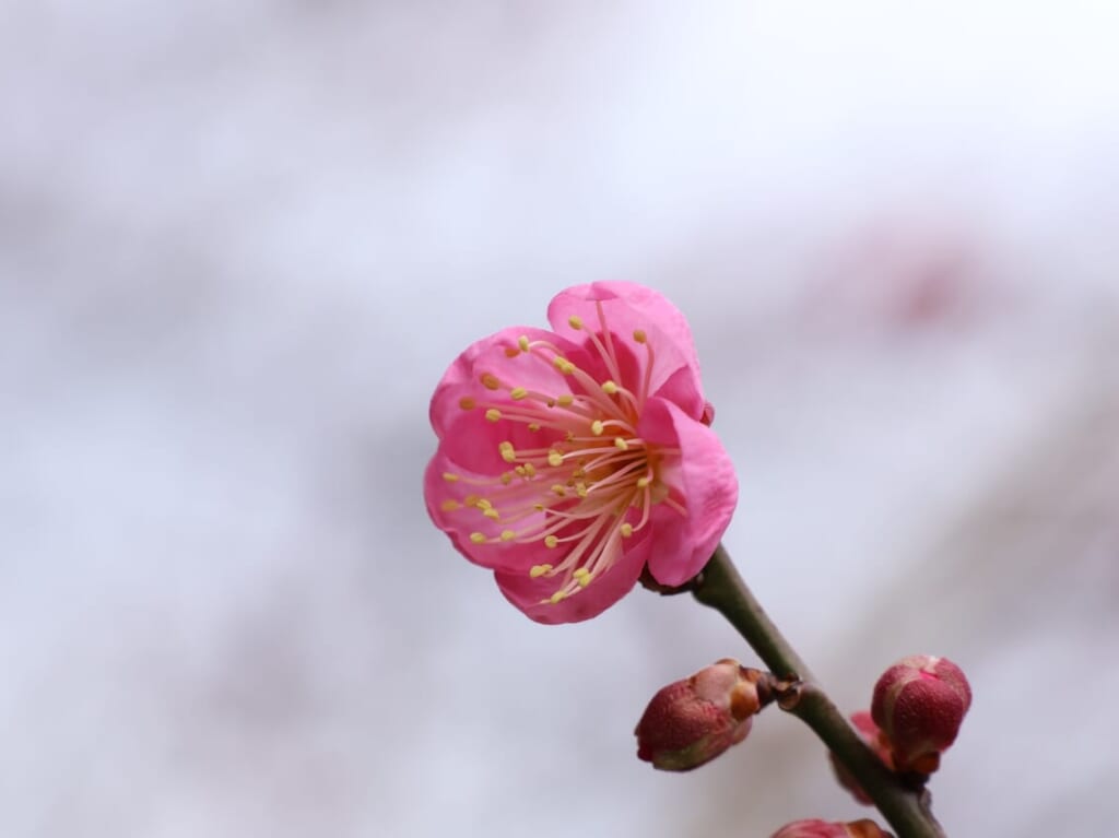 梅一輪