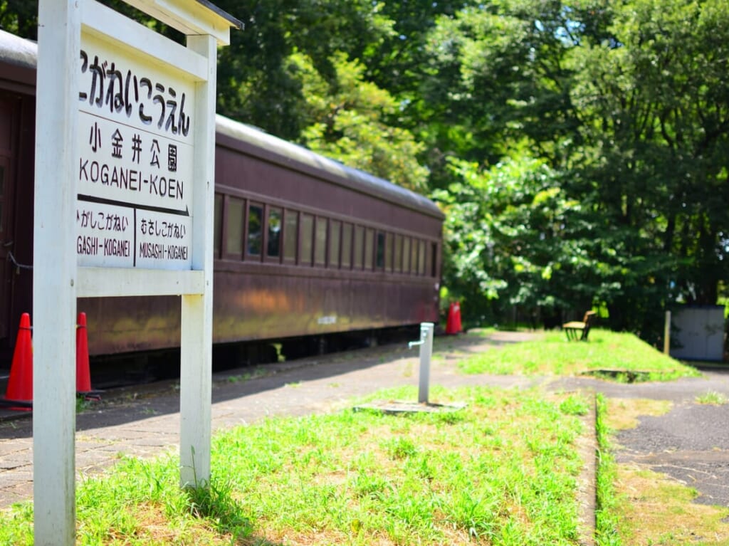小金井公園でSLのおそうじ