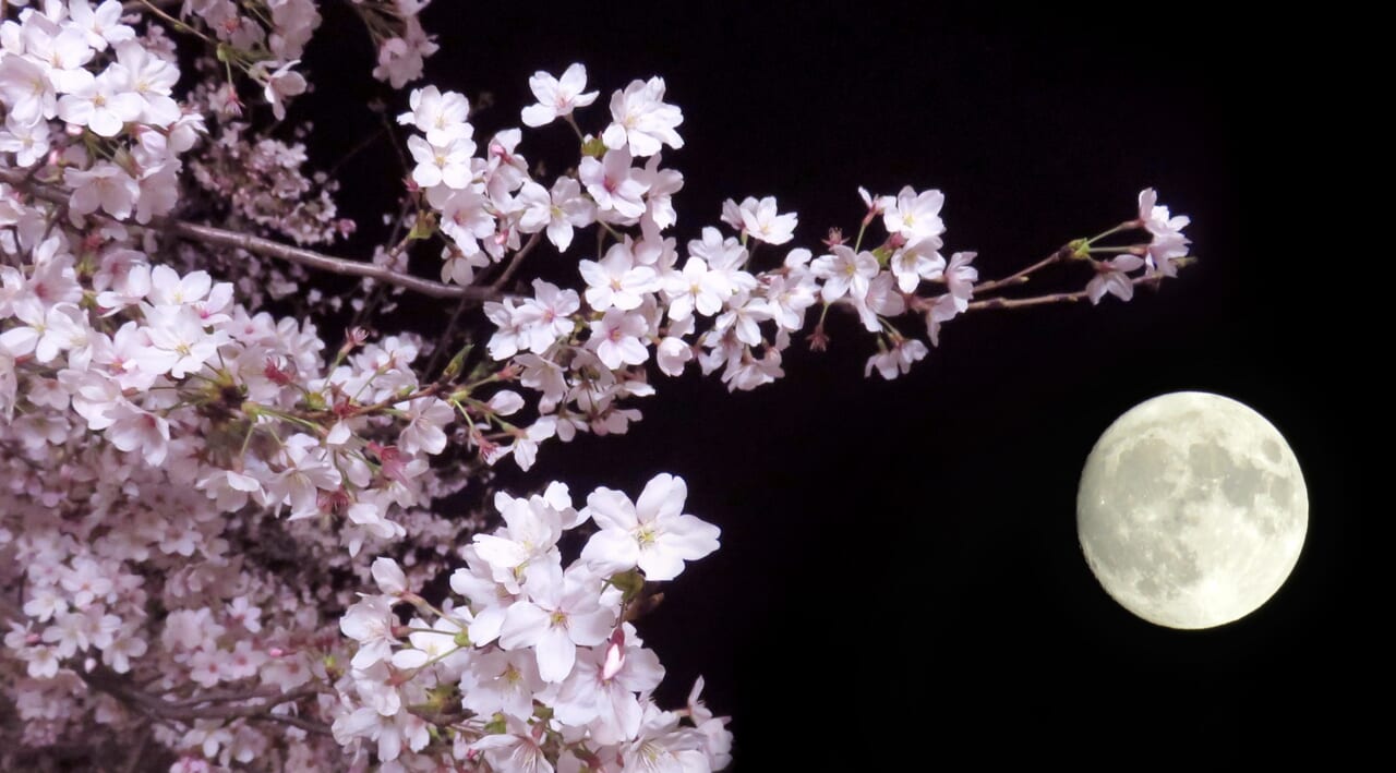 桜の花と月