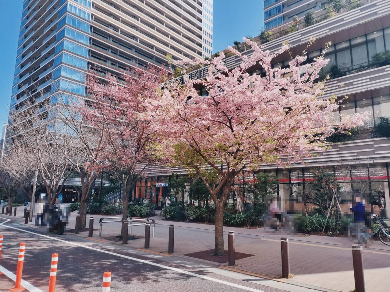 ソコラ武蔵小金井の前で咲く桜