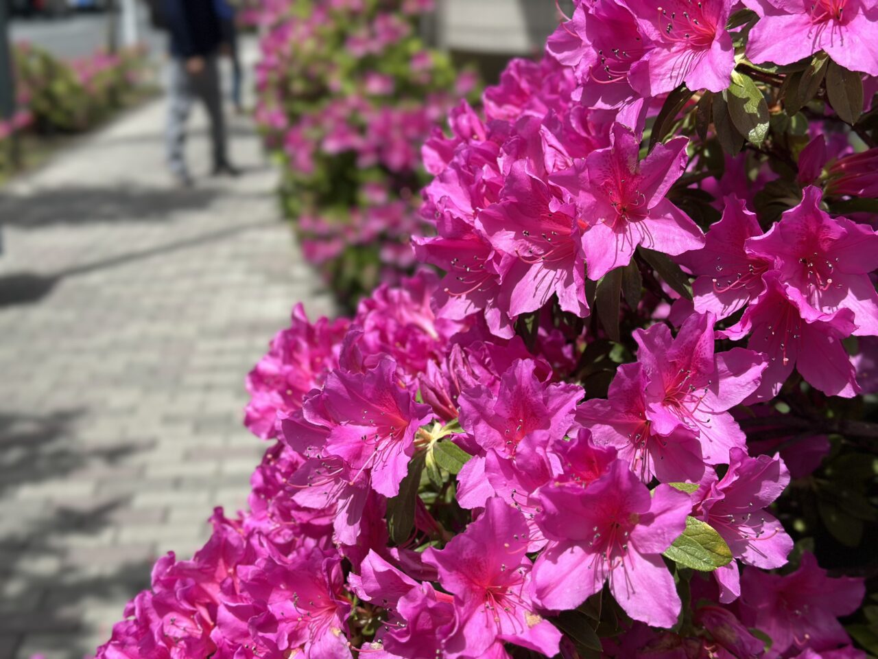 武蔵小金井駅北口小金井街道沿いシルクロードに咲くつつじの花