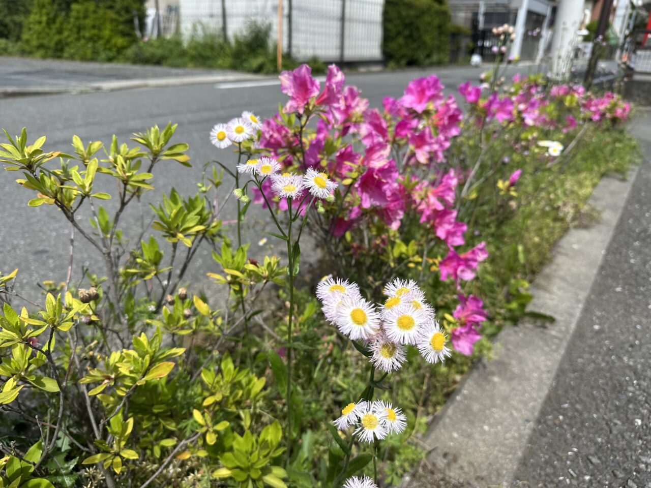 東小金井駅北大通り近くの道路沿い植え込みの写真です