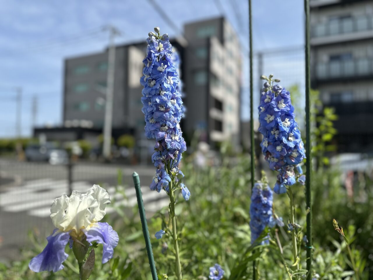 小金井市梶野公園内の花壇に咲いている青い花です