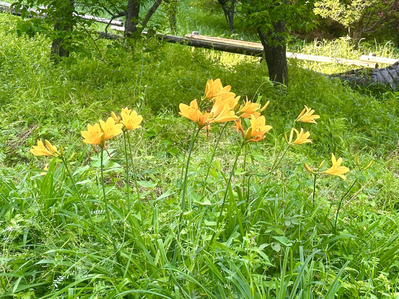 井の頭公園に咲くムサシノキスゲの花の写真です