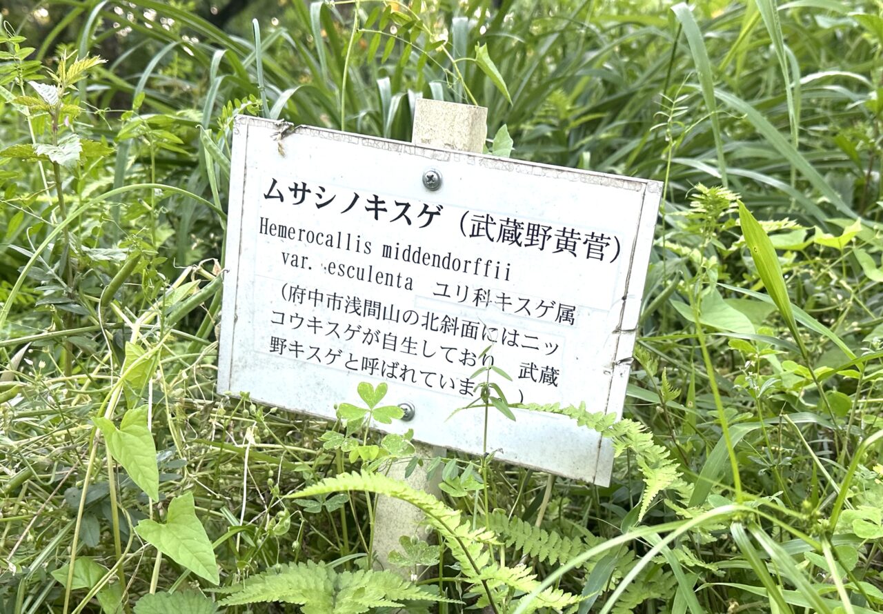 井の頭公園内にあるムサシノキスゲの説明板です