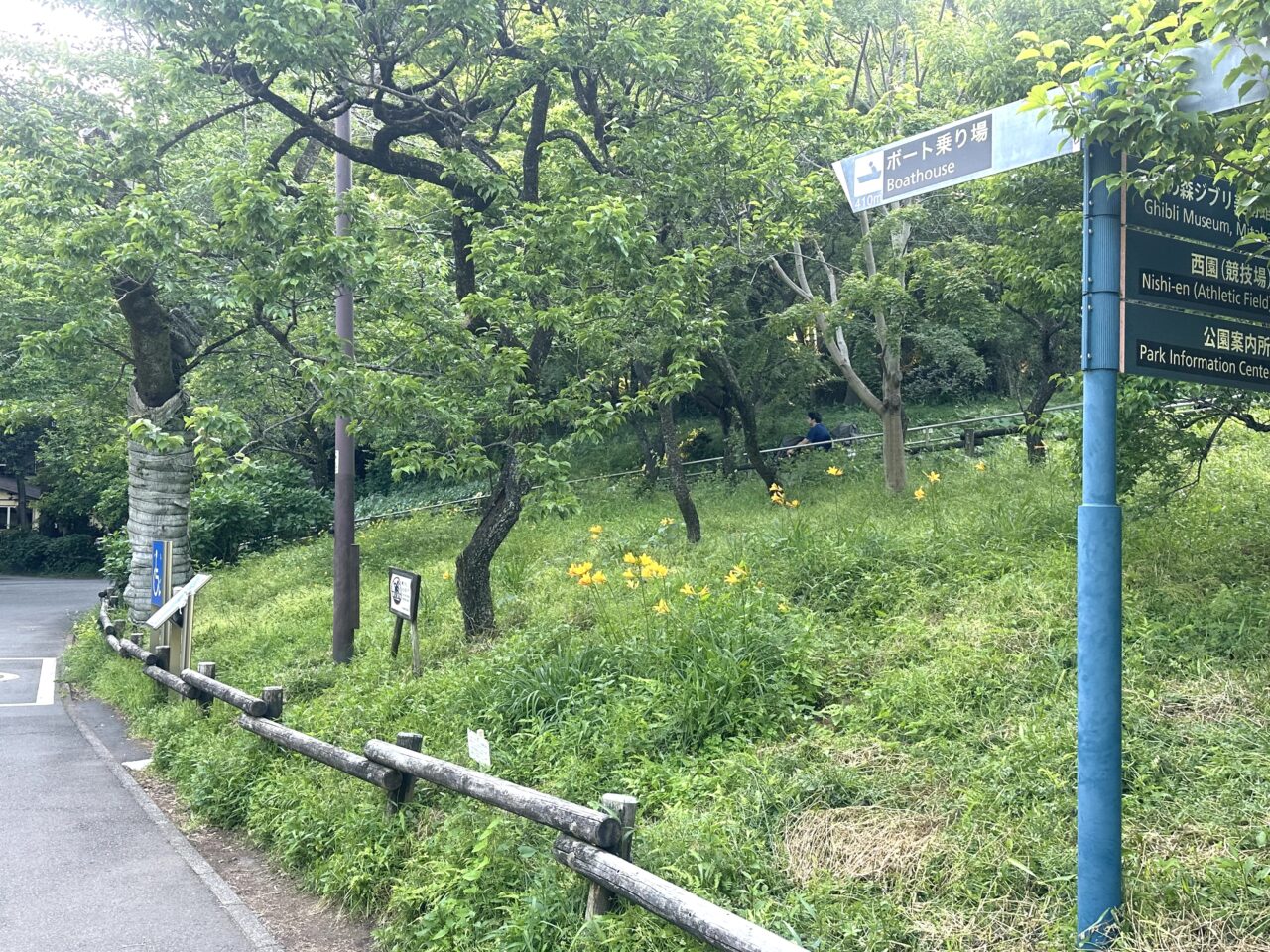 ムサシノキスゲの植えられた井の頭公園山野草エリアの写真です