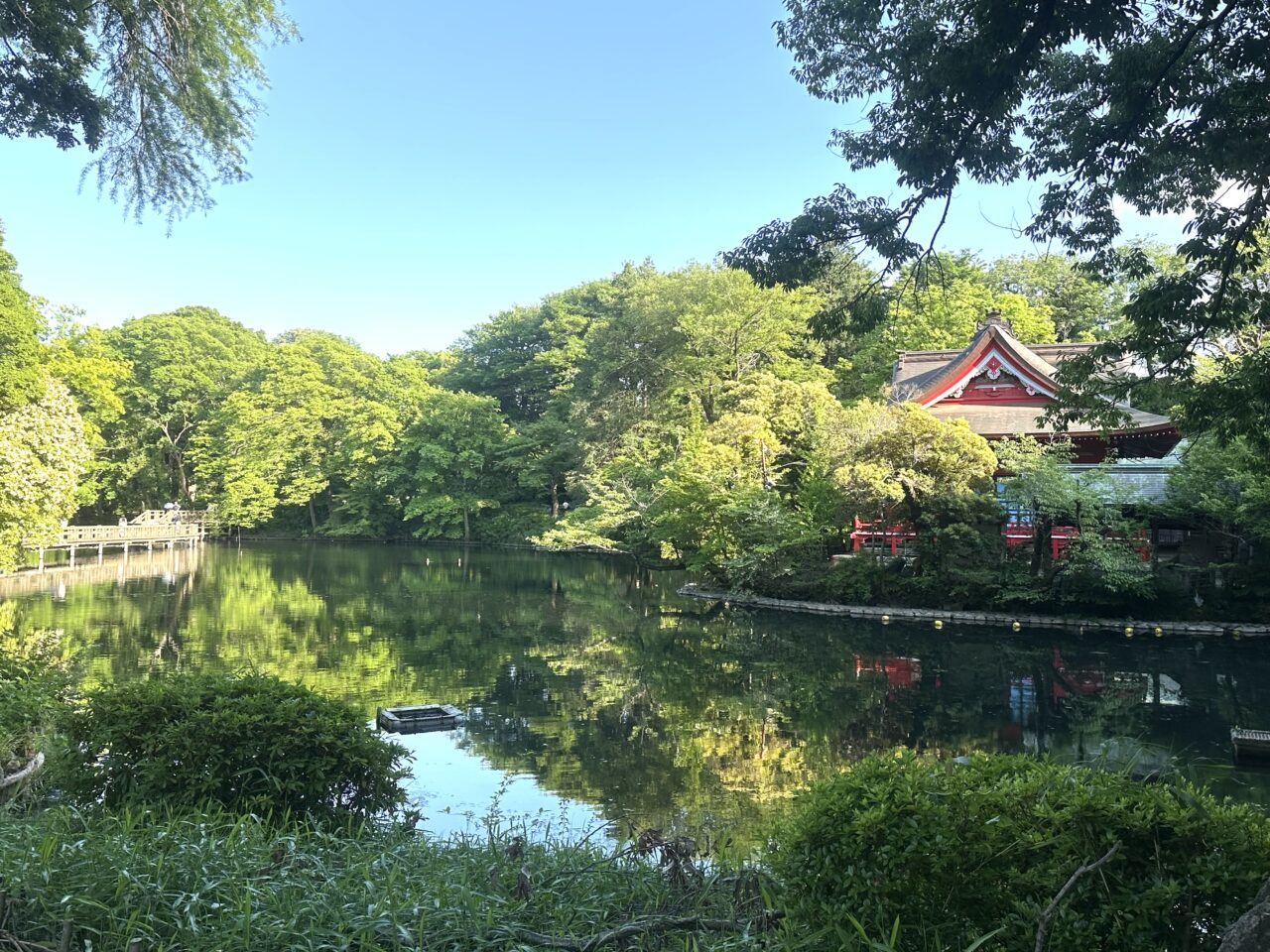 井の頭公園山野草エリアから見て向かいにある池の景色です