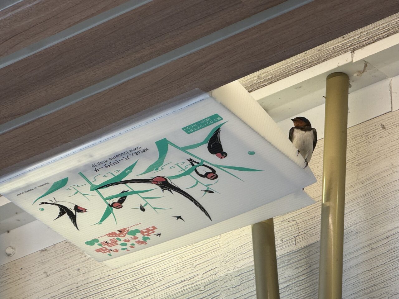 ツバメさんが巣を作っている武蔵小金井駅です