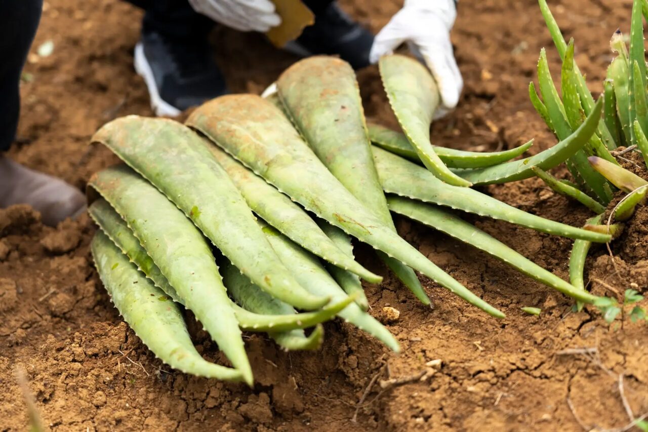 首里石鹸で用いられている沖縄野菜の写真です