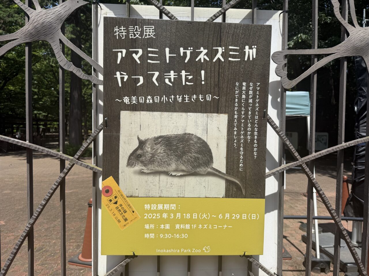 特別展「アマミトゲネズミがやってきた」の告知です