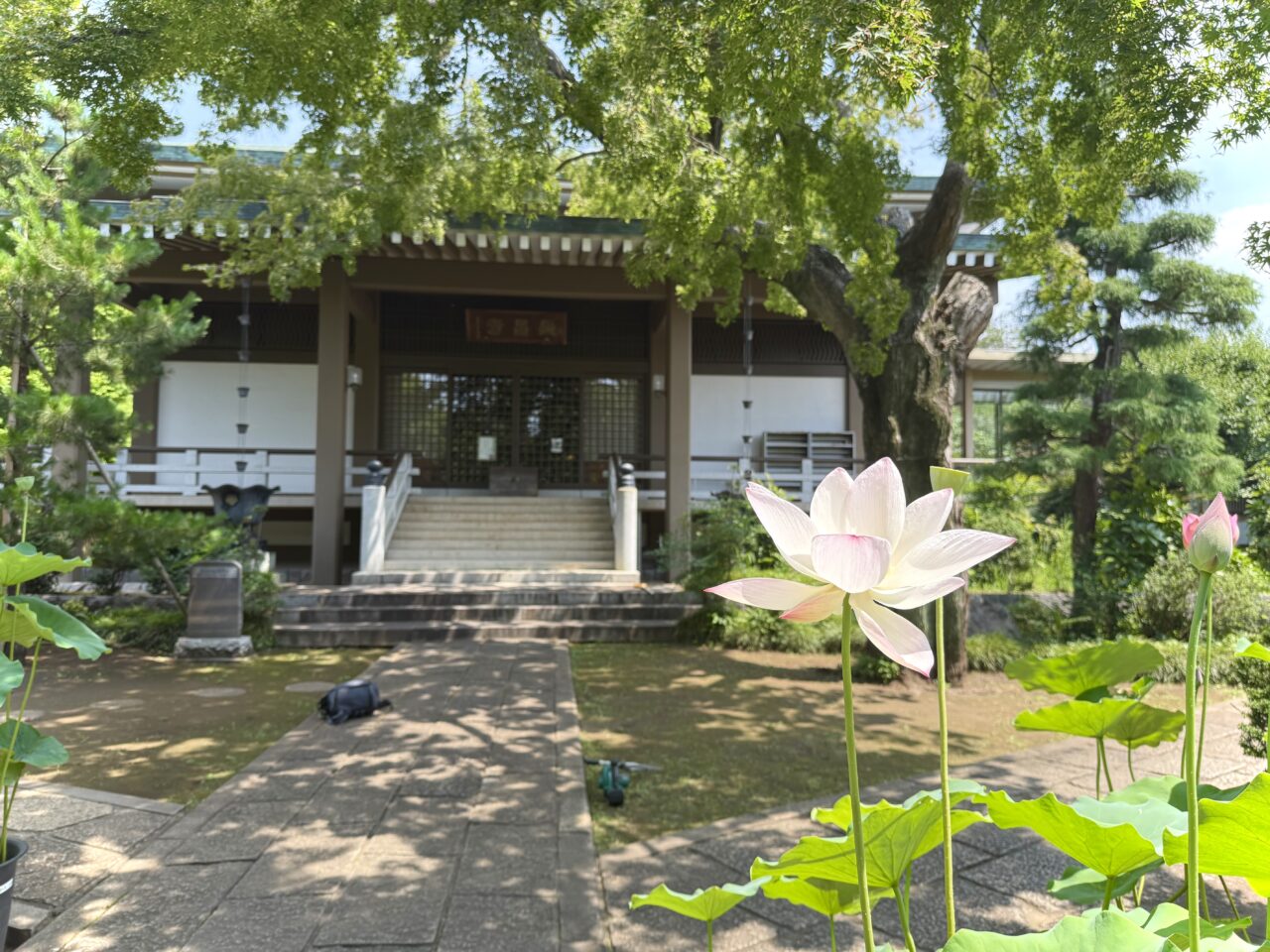 蓮の花「重水華」が咲いている長昌寺境内です