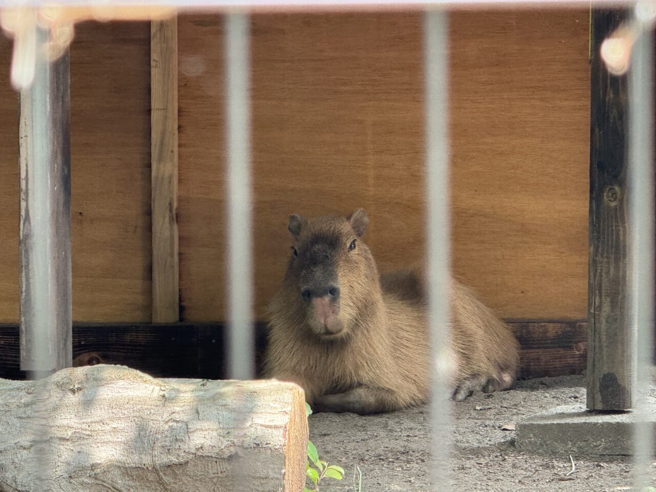 くつろぐカピバラの「なえ」です