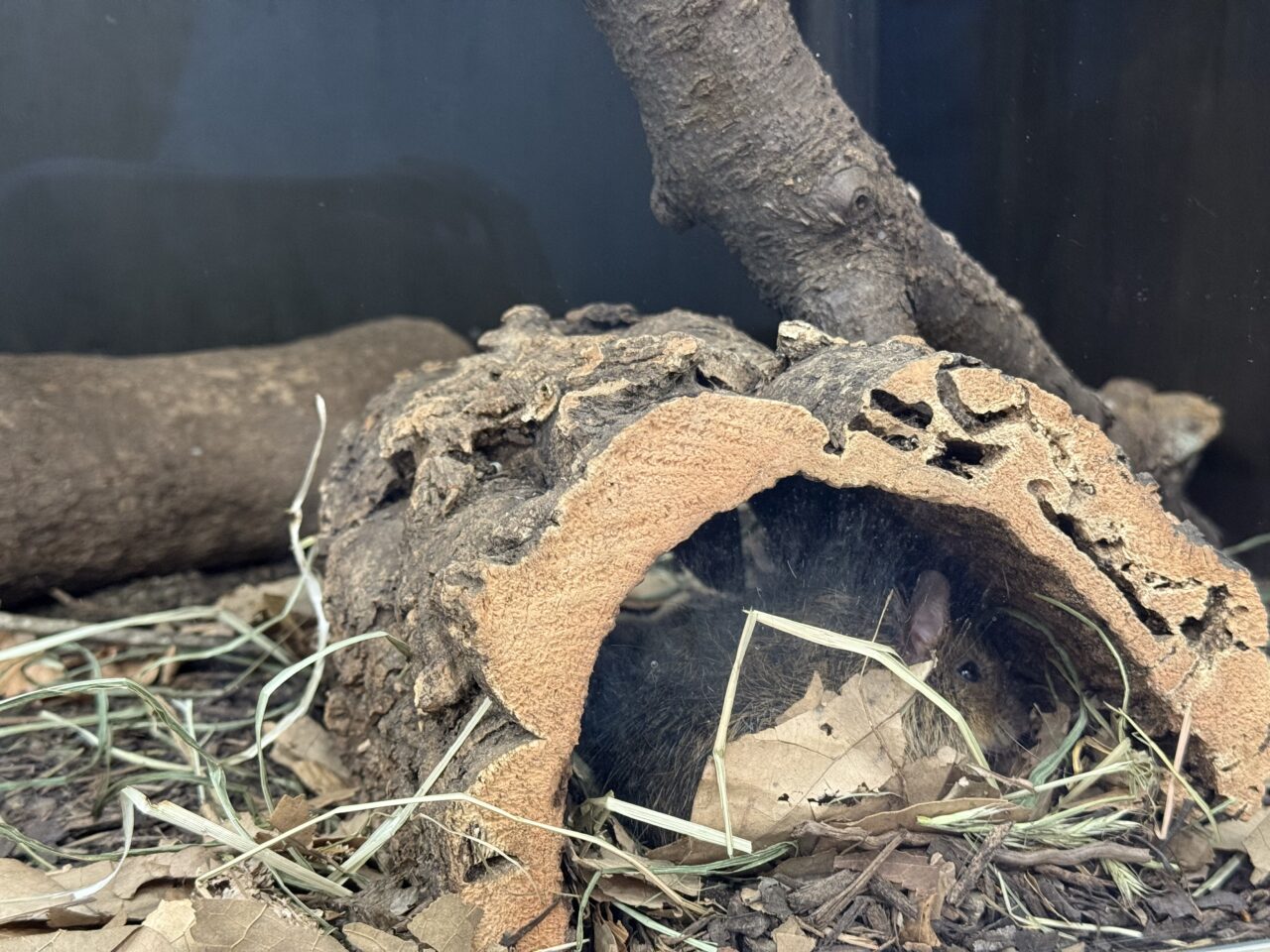 アマミトゲネズミの寝ている姿です