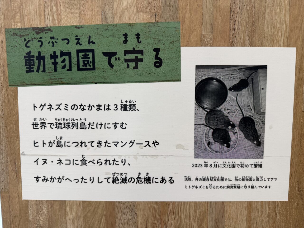 アマミトゲネズミを動物園で守る理由の展示です