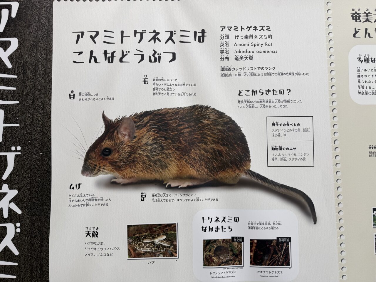 アマミトゲネズミの紹介です