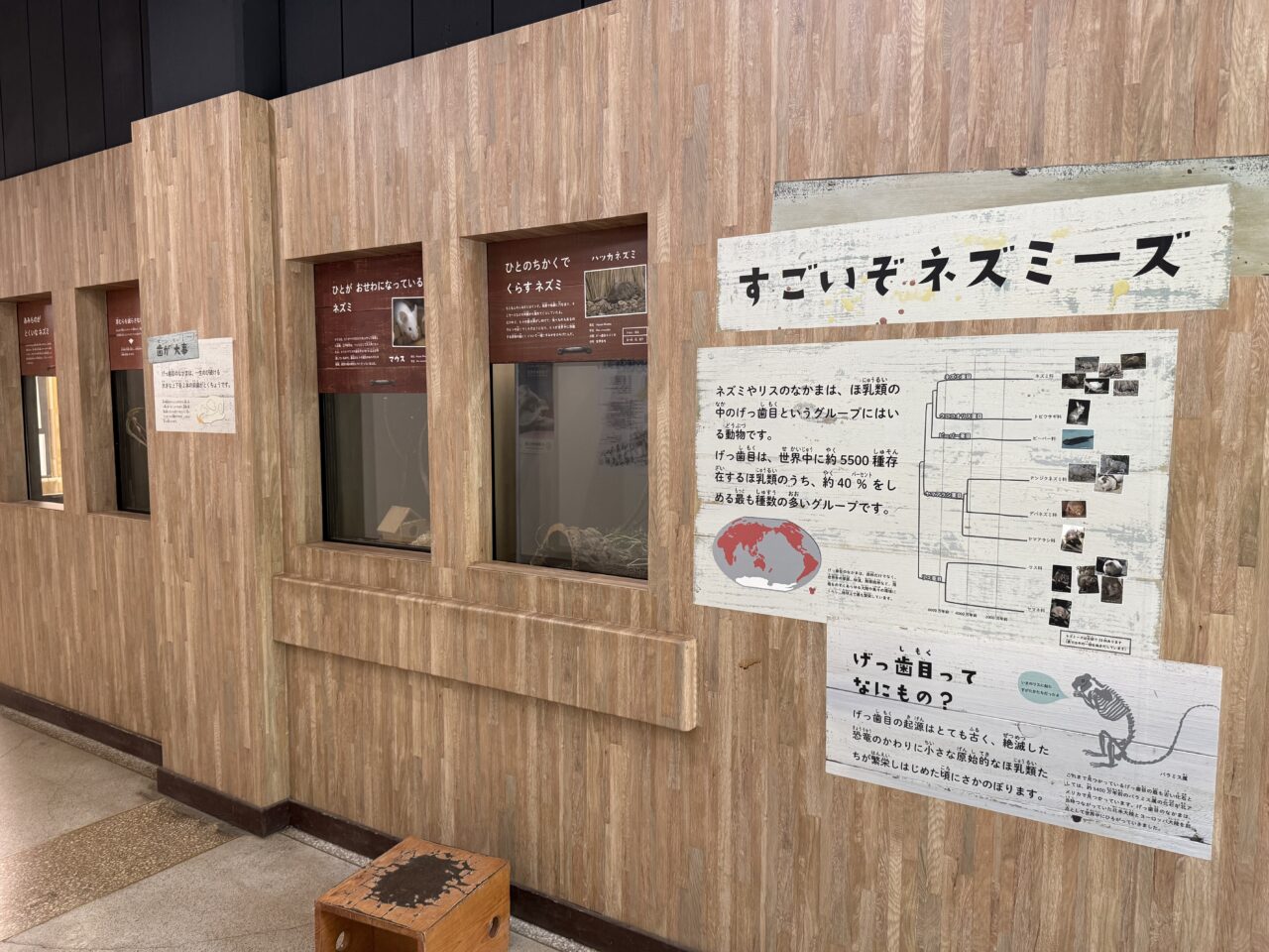 げっ歯目の種類の説明です