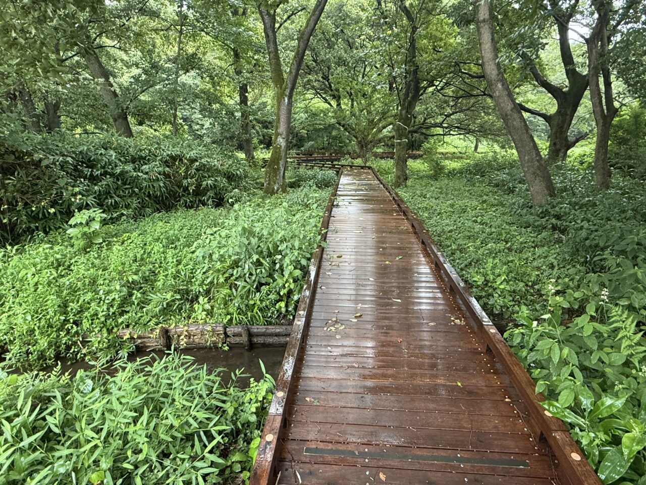 野川公園内の道です