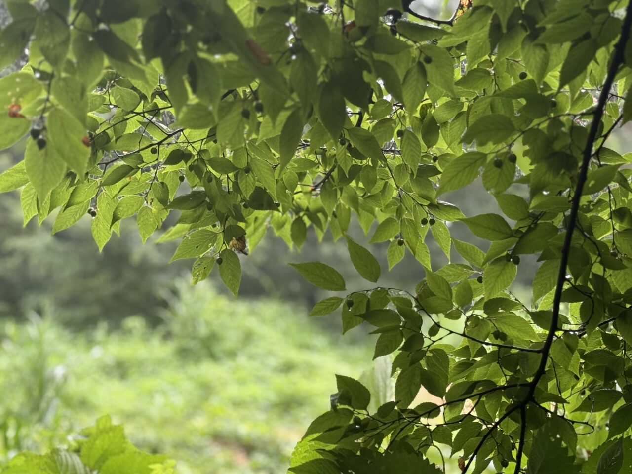 野川公園は日によっては薄暗い自然観察園です