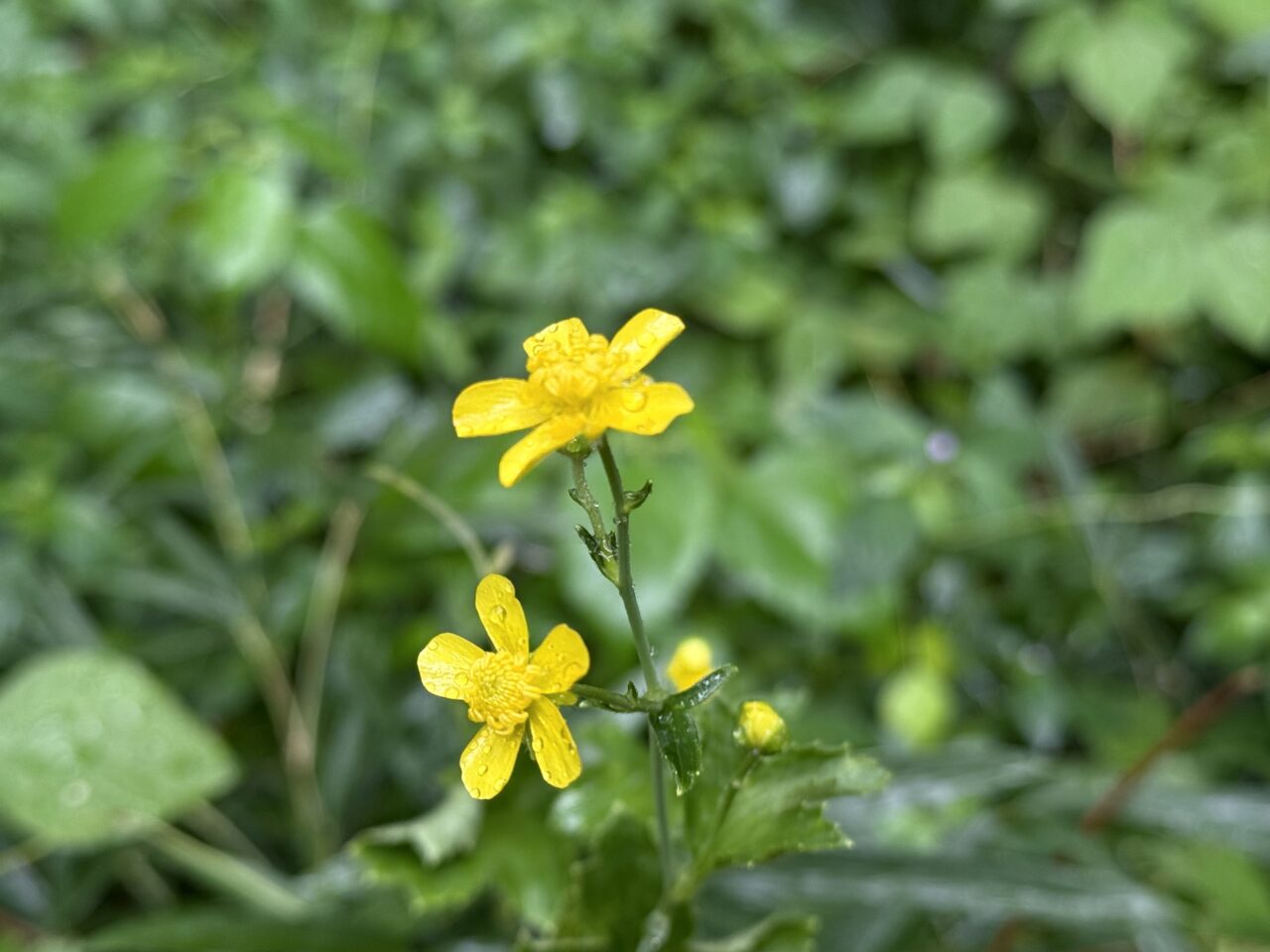 たぶんダイコンソウの花