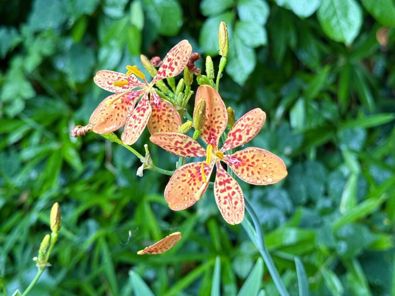 ヒオウギの花