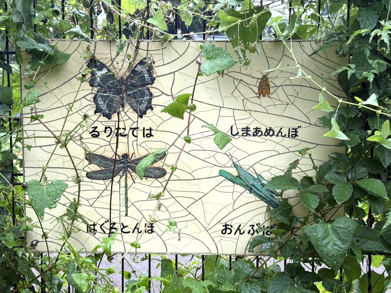 野川公園内の昆虫の一部の説明です