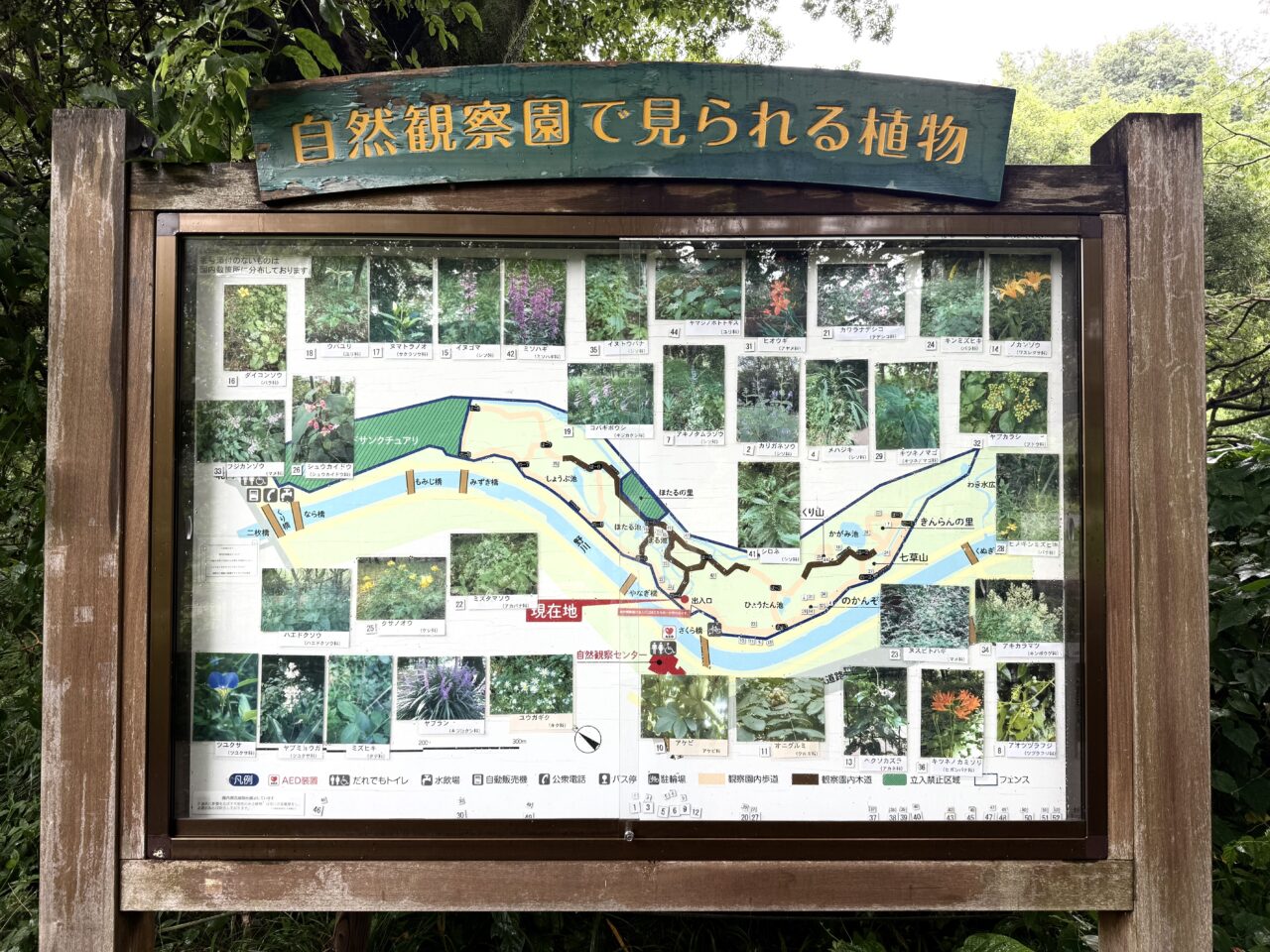 野川公園の自然観察園で見られる植物です