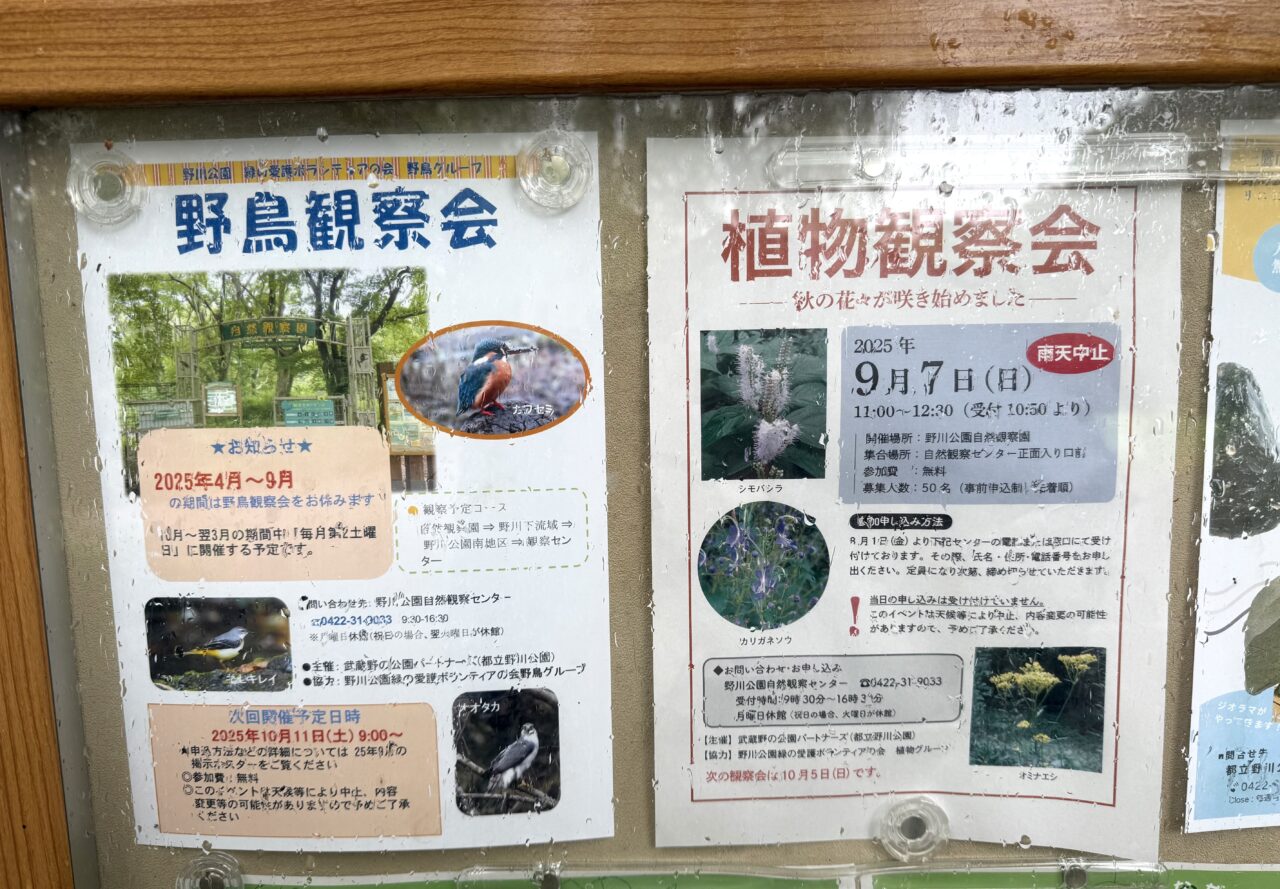 野鳥観察会や植物観察会の案内です
