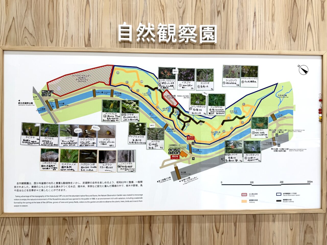自然観察センター内の自然観察園の案内です