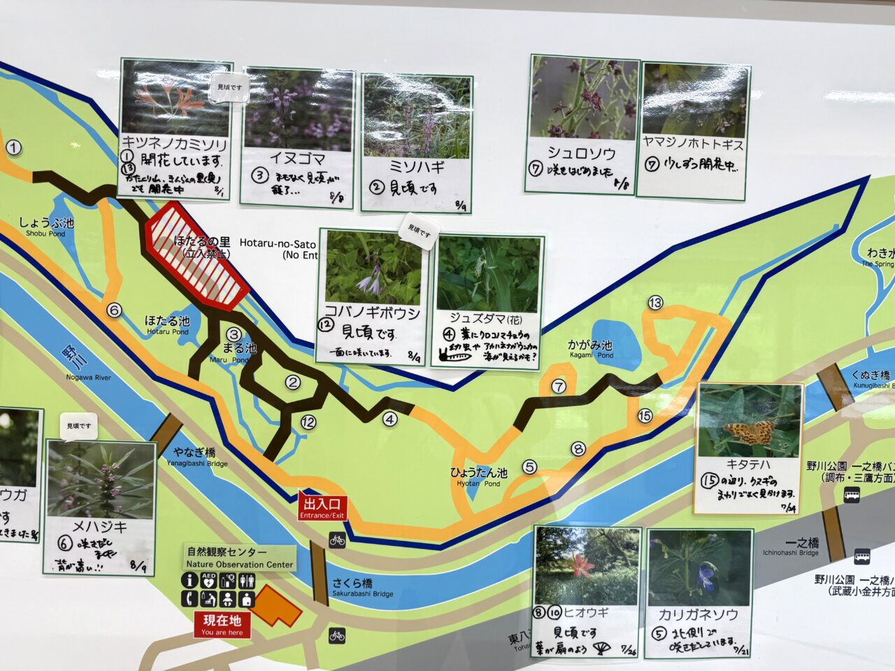 野川公園内の花の見ごろ