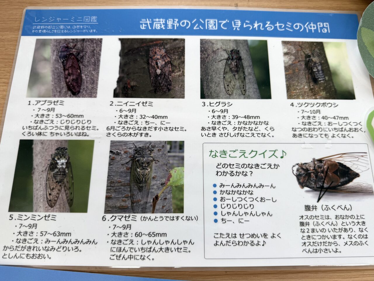 武蔵野の公園で見られるセミ