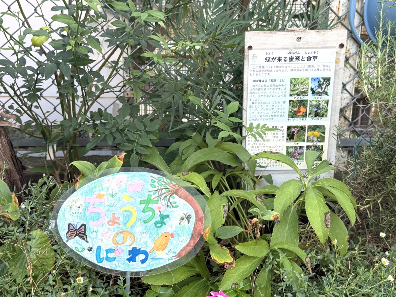 第四小学校の「ちょうちょのにわ」です