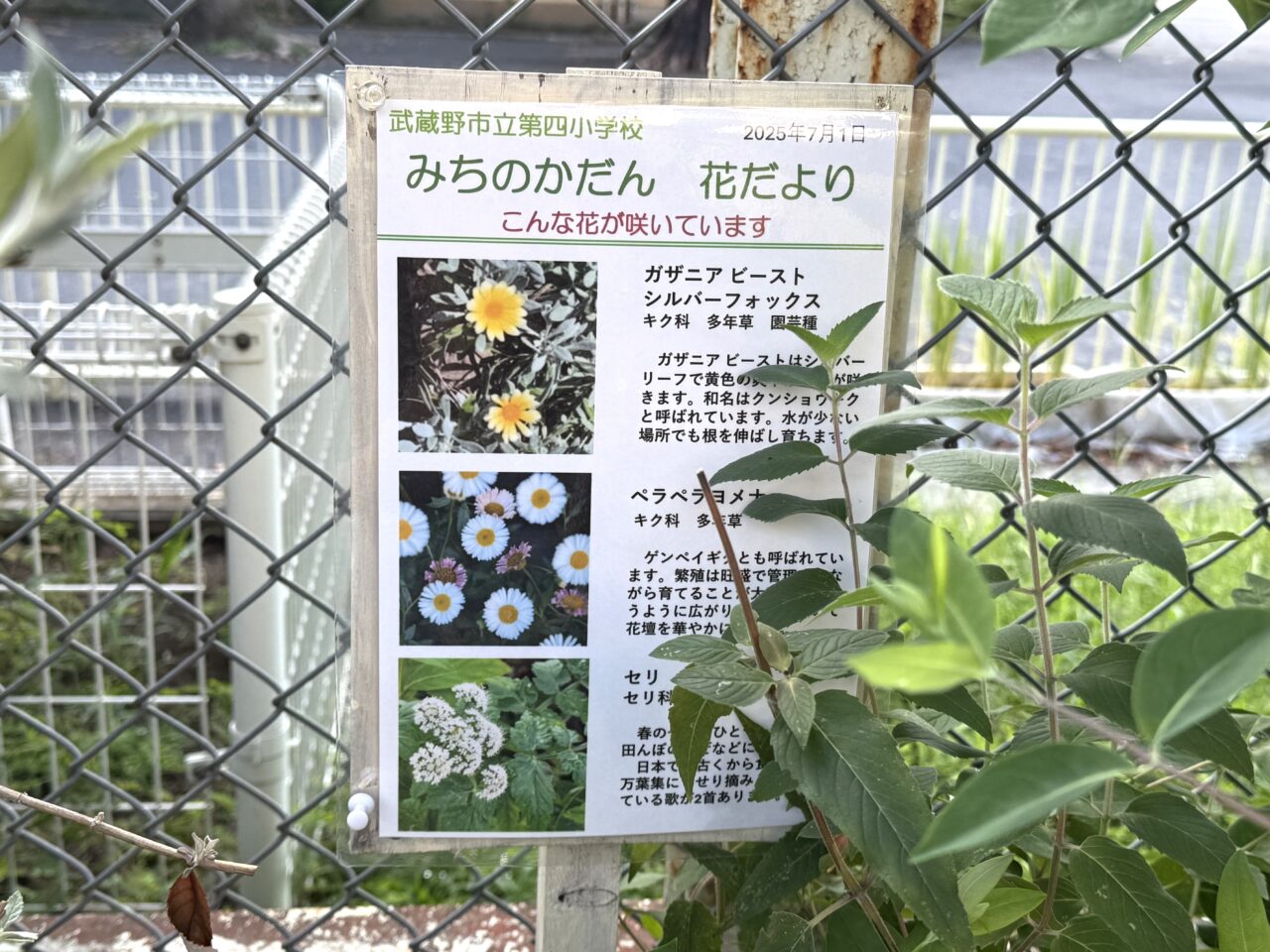 武蔵野市立第四小学校にあるみちのかだん花だよりです
