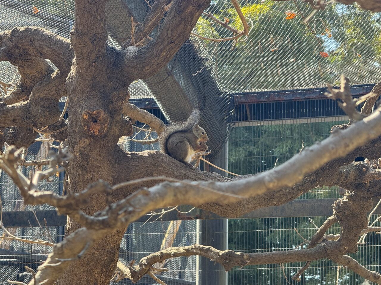 井の頭自然文化園のりす