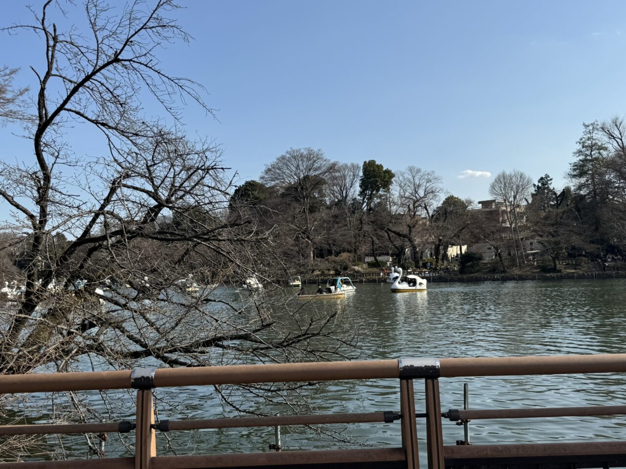 井之頭公園の橋を渡る
