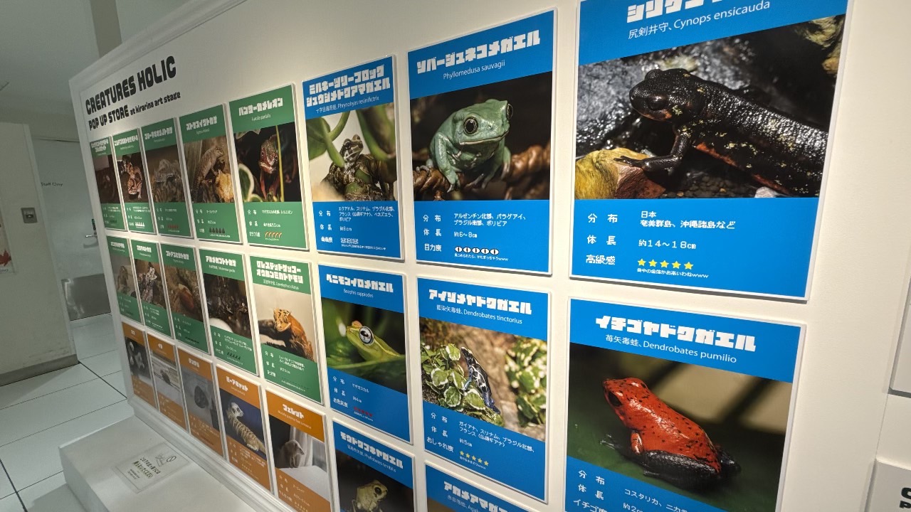会場の壁面にずらりと並ぶアマガエルやヤドクガエルなどの生き物紹介パネル展示