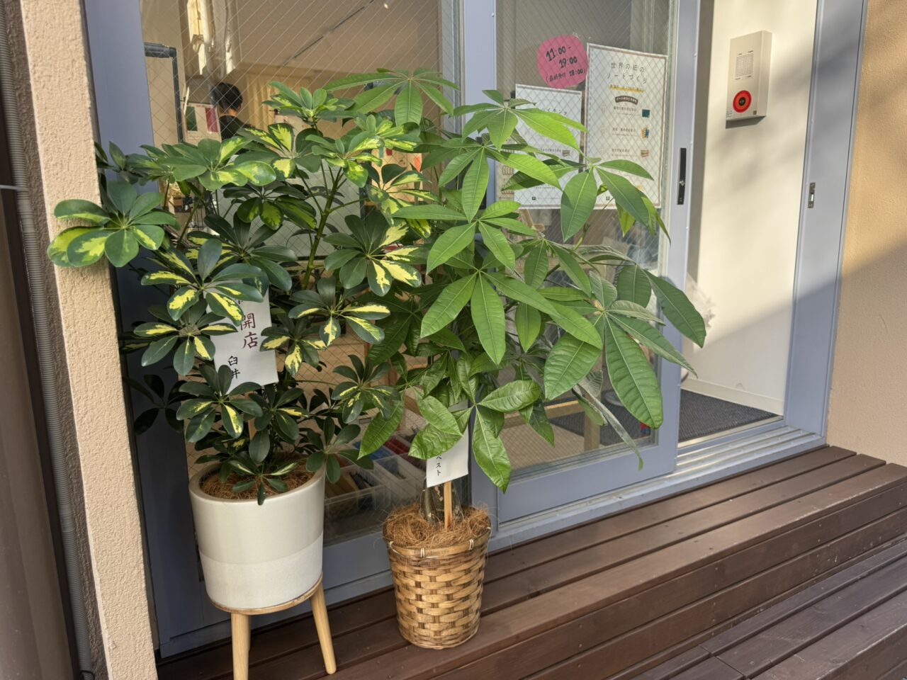 ハンコレ吉祥寺店の入り口に飾られた開店祝いの観葉植物鉢とガラス引き戸の外観